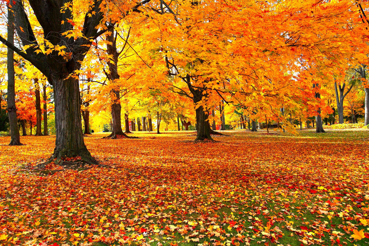 Blog - iStock 2266652173 Autumn